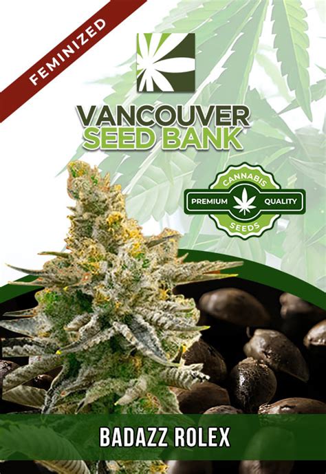 Badazz Rolex Strain Feminized Cannabis Seeds